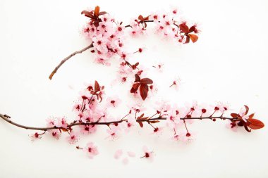 Beyaz zeminde badem çiçeği. Bahar çiçekleri. Doku, arkaplan.