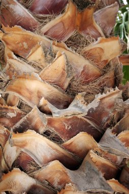  Palmiye Ağacı Özeti Arkaplanı