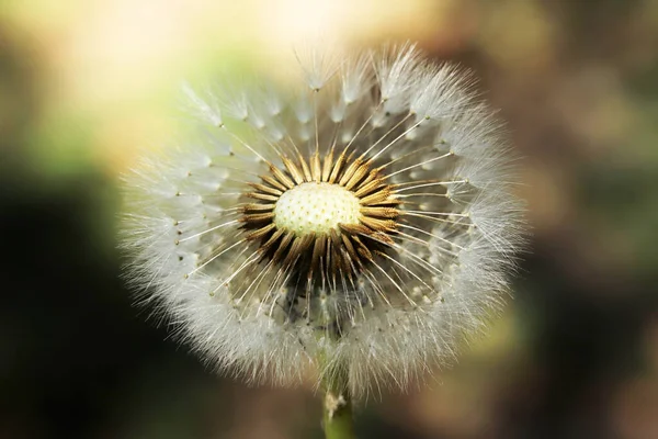 Plants Close Dandelion Detail Macro Bloom — Stock Photo, Image