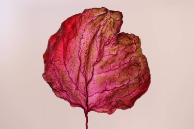 Kuru Yaprak Dokusu Soyut Arkaplan