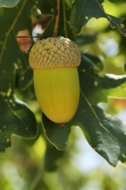 Taze ve genç palamut ağaçta