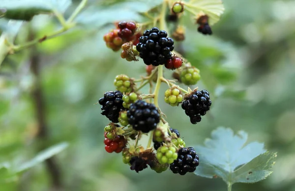 Moras Primer Plano Rama — Foto de Stock