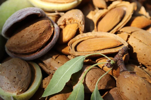 Tiempo Cosecha Almendras Almendras Rotas — Foto de Stock