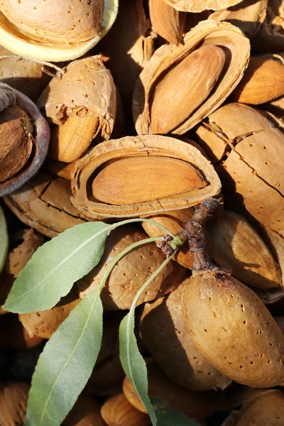 almond harvest time - broken almonds