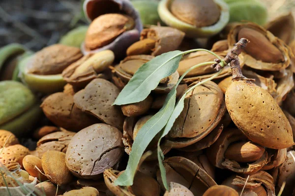 Badem Hasat Zamanı Kırılmış Badem — Stok fotoğraf