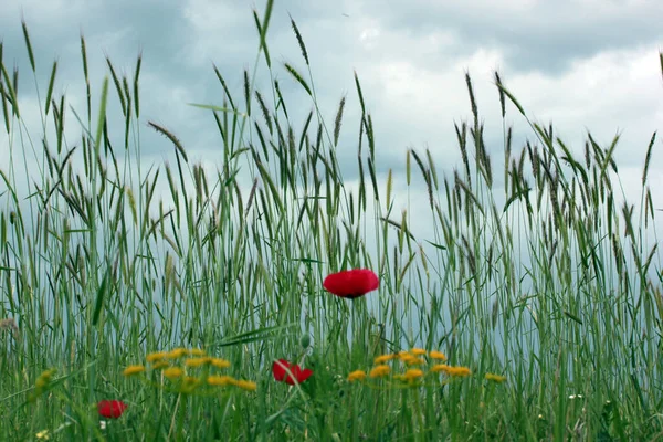Buğday Tarlasında Kırmızı Gelincikler — Stok fotoğraf
