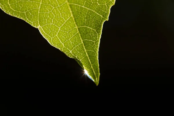 Vatten Droppe Gröna Löv — Stockfoto