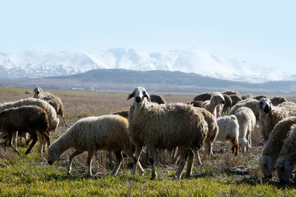 Montanha Hasan Uma Manada Ovelhas Aksaray Turquia — Fotografia de Stock