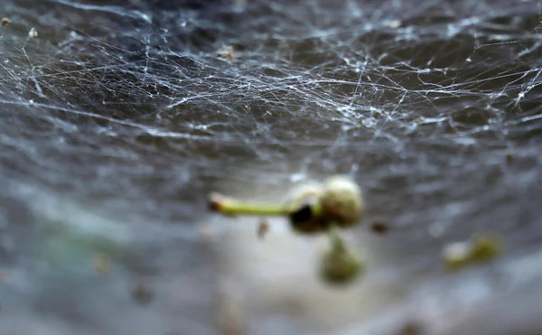 Örümcek ağı doğada. Doğa arkaplanı.