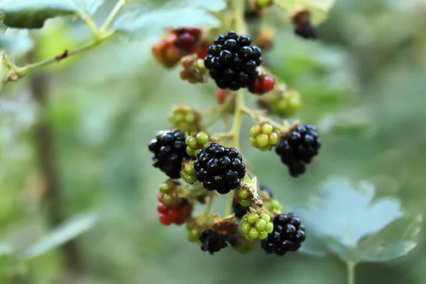 Brombeeren Auf Einem Zweig Aus Nächster Nähe — Stockfoto