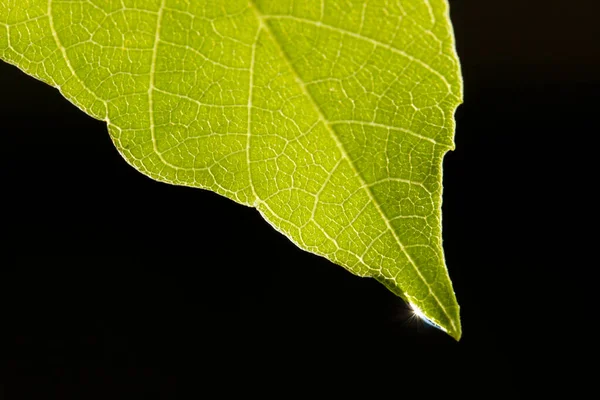 Vatten Droppe Gröna Löv — Stockfoto