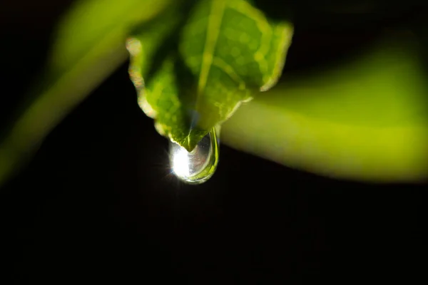 Gota Agua Hoja Verde — Foto de Stock