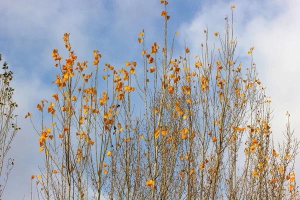 秋に黄色いポプラが葉を出し — ストック写真