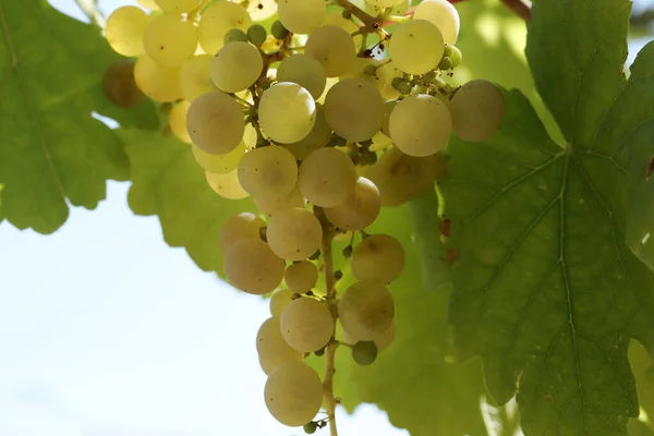 秋天成熟的天然白葡萄 — 图库照片
