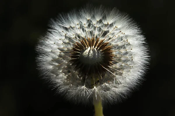 Plants Close Dandelion Detail Macro Bloom — Stock Photo, Image