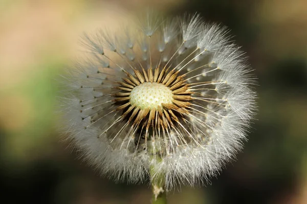 Bitkiler Yakın Plan Karahindiba Detayı Makro Çiçek Açar — Stok fotoğraf