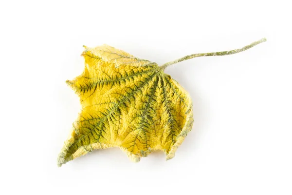Gele Blad Herfst Achtergrond Textuur — Stockfoto
