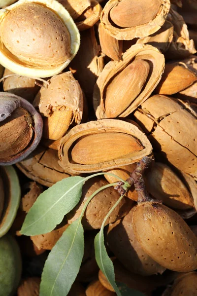 almond harvest time - broken almonds