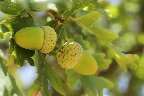 Vers Jong Eikeltje Boom — Stockfoto