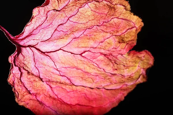 Dry Leaf Texture Abstract Background — Stock Photo, Image