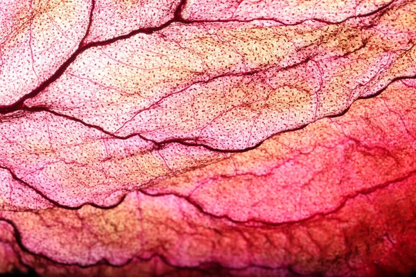 Texture Des Feuilles Sèches Résumé Contexte — Photo