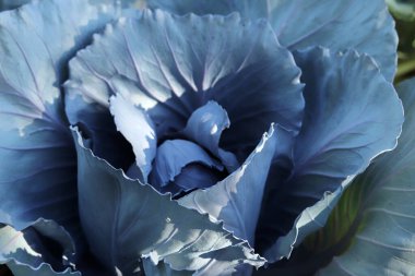 Bahçede kırmızı lahana, kapat