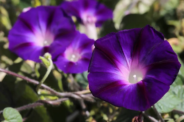 Morning Glory Flower Hermosos Fondos Pantalla — Foto de Stock