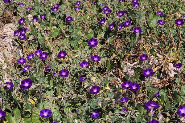 Morning Glory Flower Lindos Papéis Parede — Fotografia de Stock