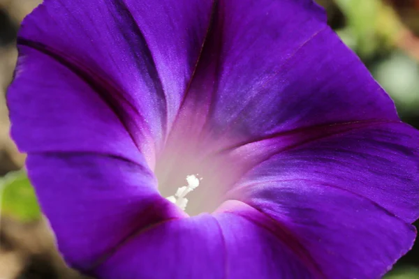Πρωινό Λουλούδι Της Δόξας Όμορφες Ταπετσαρίες — Φωτογραφία Αρχείου
