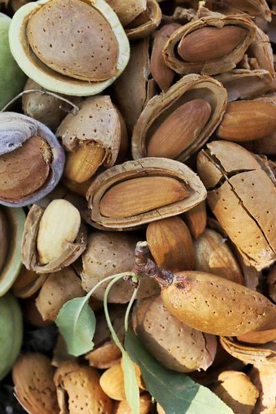 almond harvest time - broken almonds