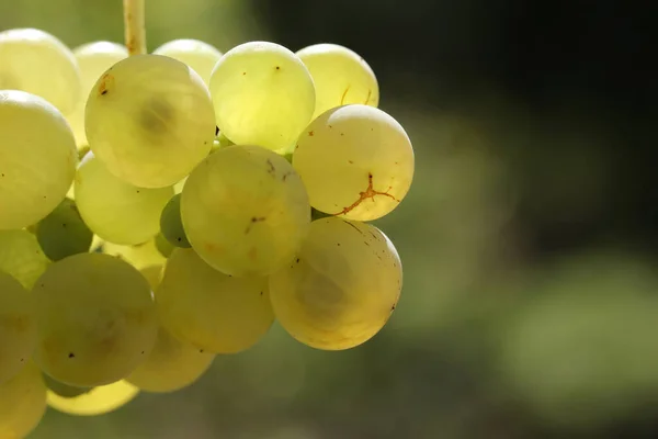 Uvas Brancas Naturais Maduras Outono — Fotografia de Stock