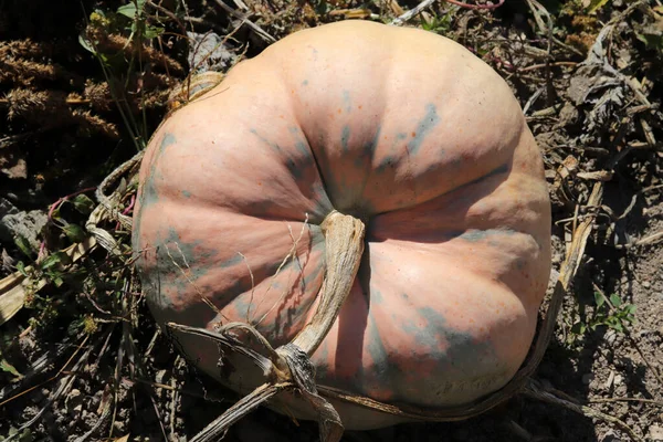 Organic Ripe Pumpkins Harvest Time — Stock Photo, Image