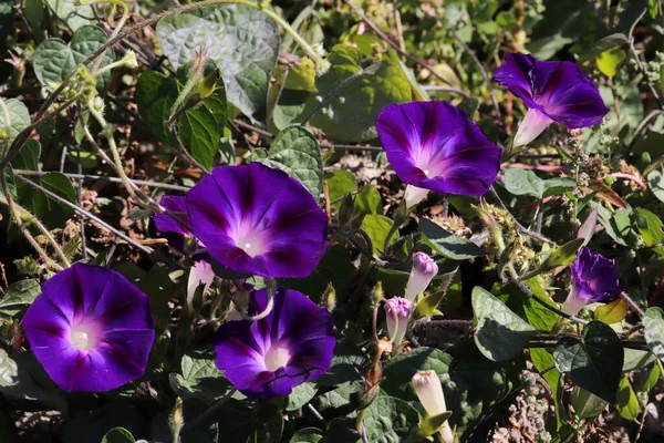 Morning Glory Flower Hermosos Fondos Pantalla — Foto de Stock