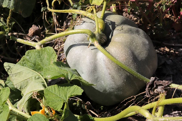Organic Ripe Pumpkins Harvest Time — Stock Photo, Image