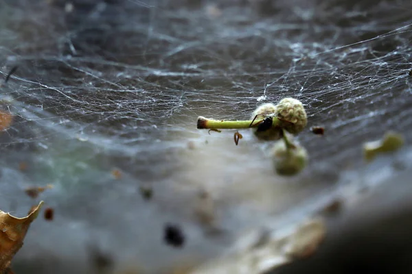 Ιστός Αράχνης Στη Φύση Φόντο Φύσης — Φωτογραφία Αρχείου
