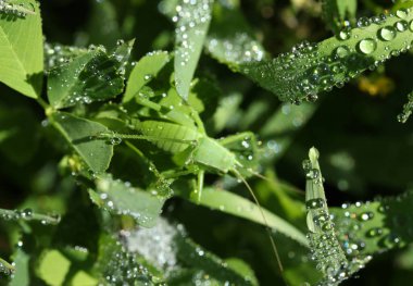 Raindrops, green leaves and the mantis clipart
