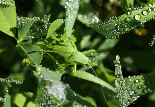 Raindrops, green leaves and the mantis