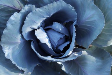 Bahçede kırmızı lahana, kapat