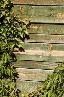 Klasik ahşap arka planda yaban sarmaşığı