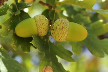 Taze ve genç palamut ağaçta