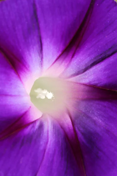 Morning Glory Flower Hermosos Fondos Pantalla — Foto de Stock