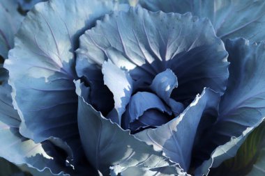 Bahçede kırmızı lahana, kapat