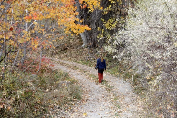Прогулка Лесу Осенью — стоковое фото
