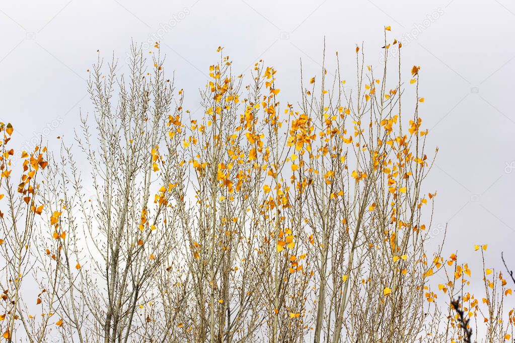 yellow poplar leaves in autumn
