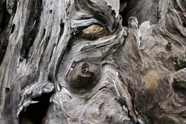 Eski bir ağaç kabuğu dokusu closeup