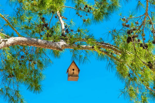 Wooden Homemade Birdhouse Hanging Pine Tree Cones Cloudless Blue Sky — Stock Photo, Image