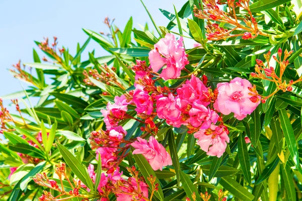 Blommande Bougainvillea Med Lila Blommor Molnfri Himmel Bakgrund — Stockfoto