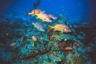 Sualtı görüntü renkli parlak yumuşak mercanlar ve Hint Okyanusu'nda balık