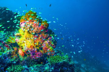 Sualtı görüntü renkli parlak yumuşak mercanlar ve Hint Okyanusu'nda balık sürüsü