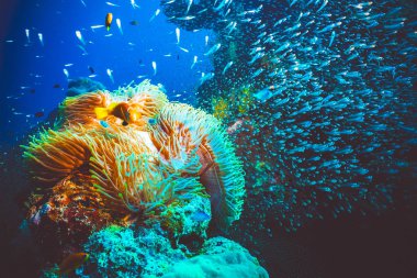 Sualtı görüntü renkli parlak yumuşak mercanlar ve Hint Okyanusu'nda balık sürüsü